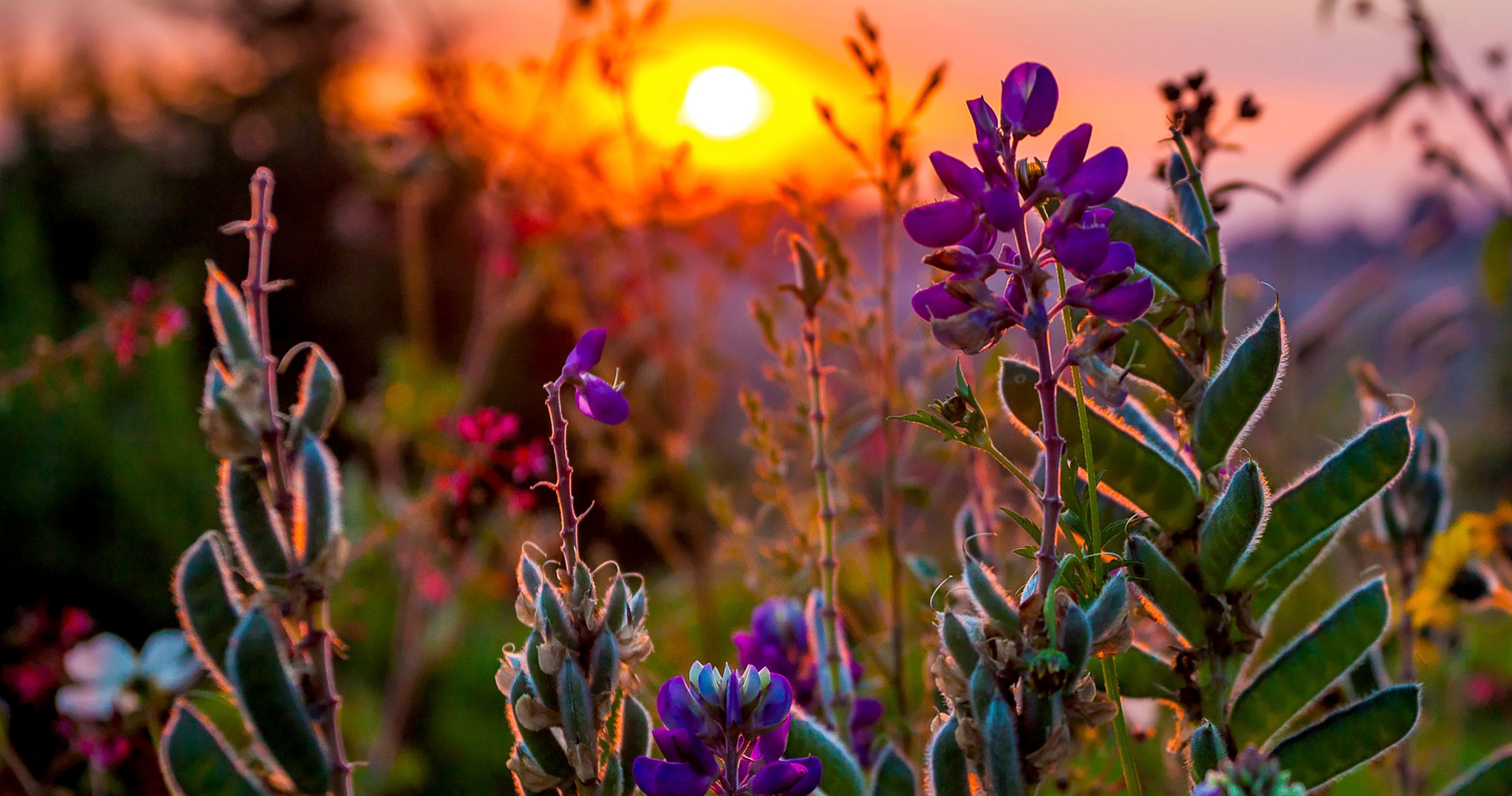 St. Tikhon's Seminary News & Events 2026 Summer Dinner field of summer flowers at sunset.