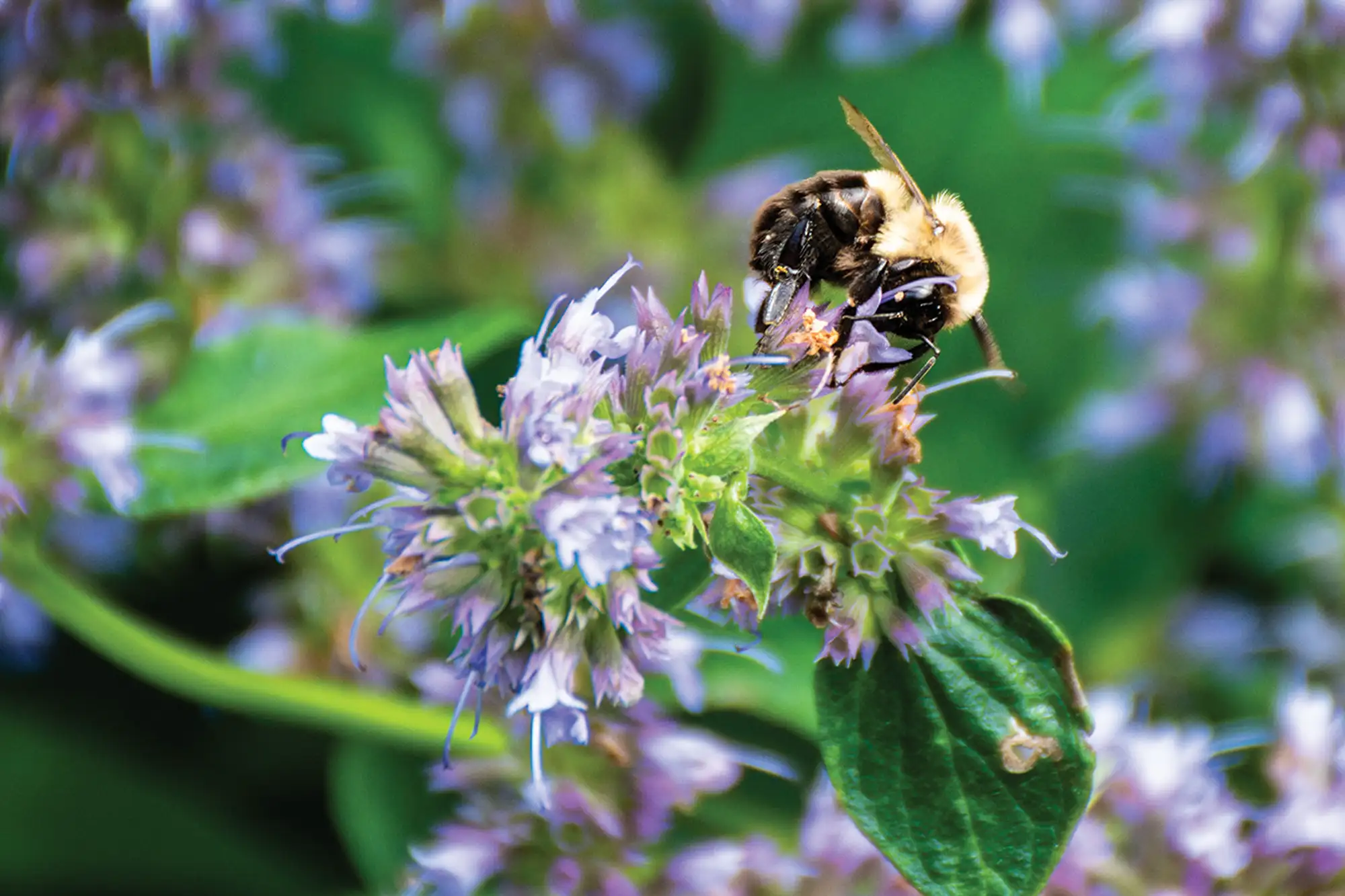 St. Tikhon's Seminary Give Sustainer's Society a bee collection nectar from a flowering plant.