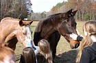 The horses were friendly and welcomed the attention.